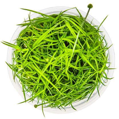 Tropica Eriocaulon cinereum – 1-2-Grow! In Vitro
