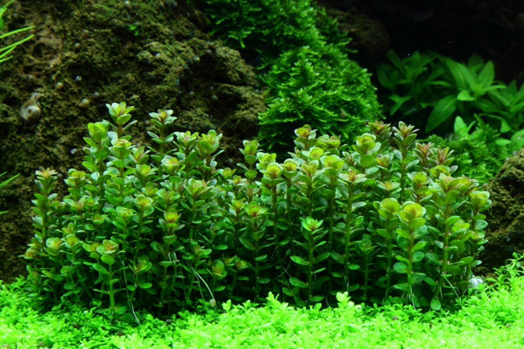 Tropica Rotala indica 'Bonsai' – 1-2-Grow! In Vitro