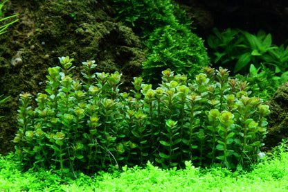 Tropica Rotala indica 'Bonsai' – 1-2-Grow! In Vitro