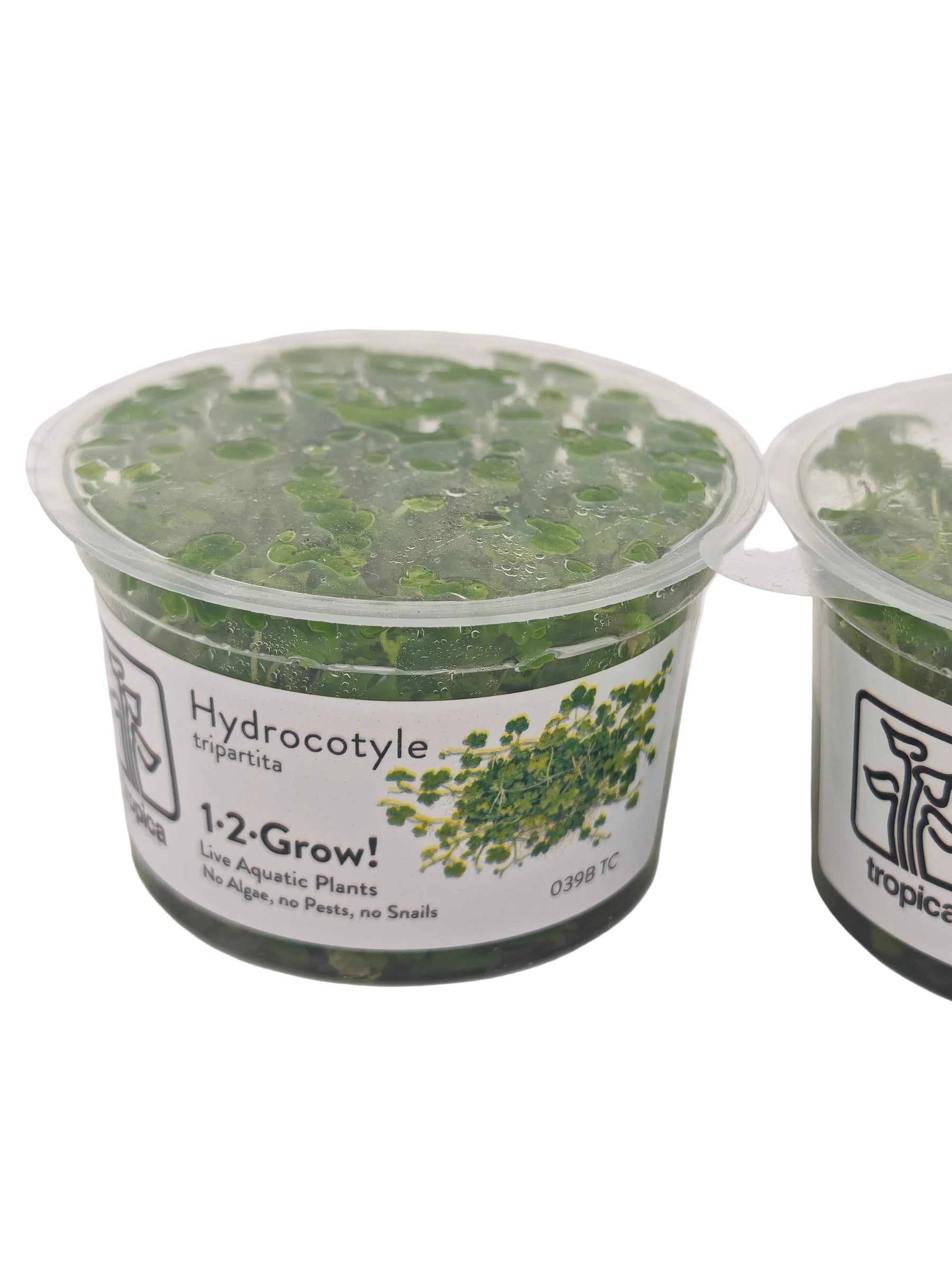 Tropica Hydrocotyle tripartita In-Vitro Doppelpack