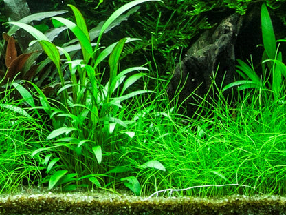 Tropica Cryptocoryne x willisii – Topfpflanze