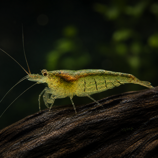 Crevette d'intérieur de Sulawesi, Caridina cf. parvidentata