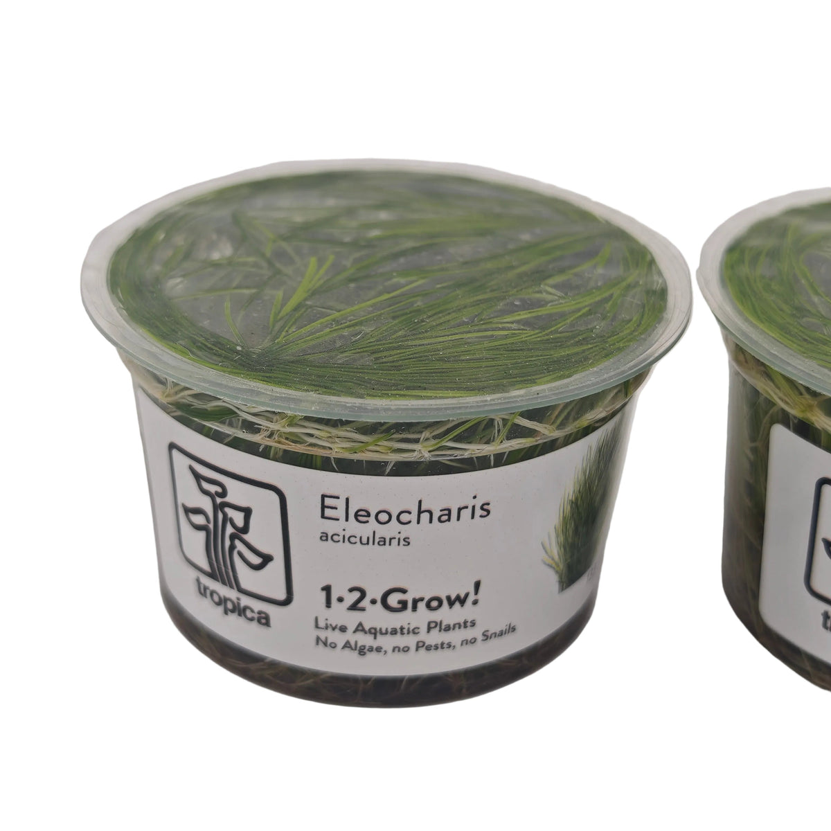 Tropica Eleocharis acicularis In-Vitro Pack Double