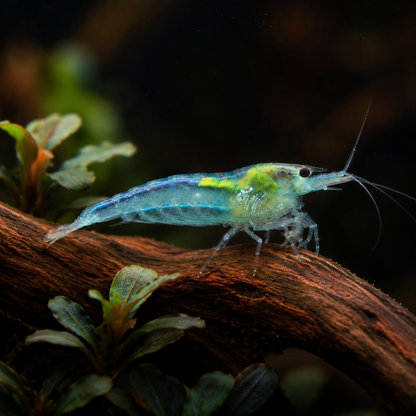 Crevette Blue Jelly, Neocaridina davidi