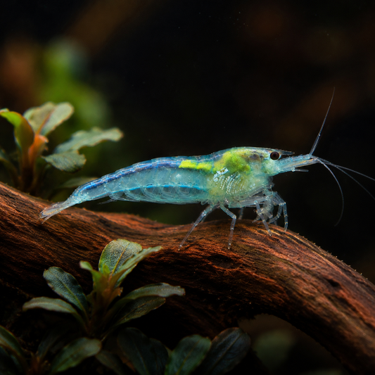 Crevette Blue Jelly, Neocaridina davidi