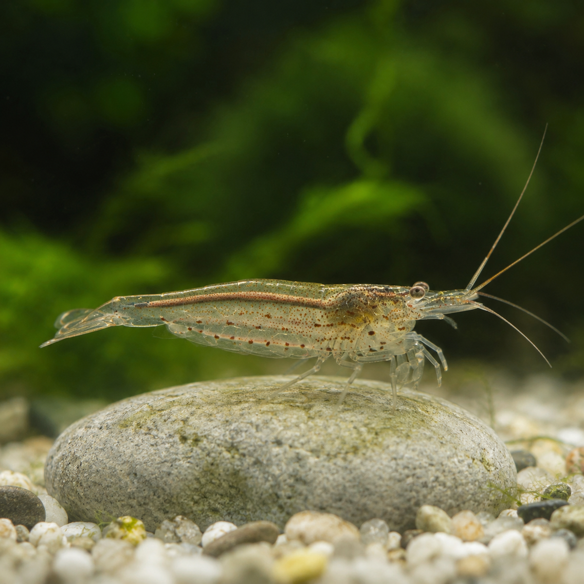 Caridina multidentata, crevette amano
