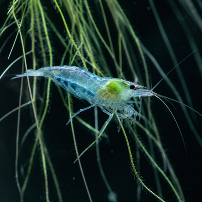 Crevette Blue Jelly, Neocaridina davidi