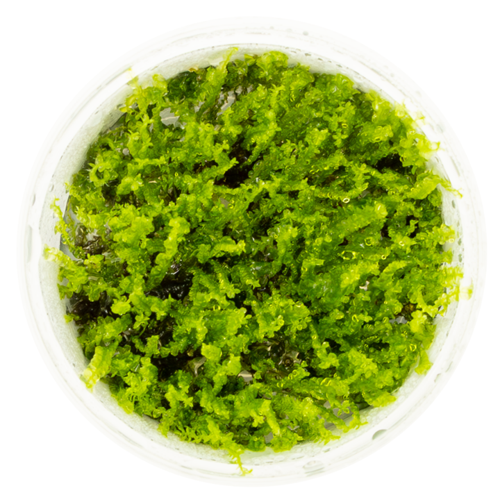 Tropica Solenostoma tetragonum 'Pearl Moss' – 1-2-Grow! In Vitro