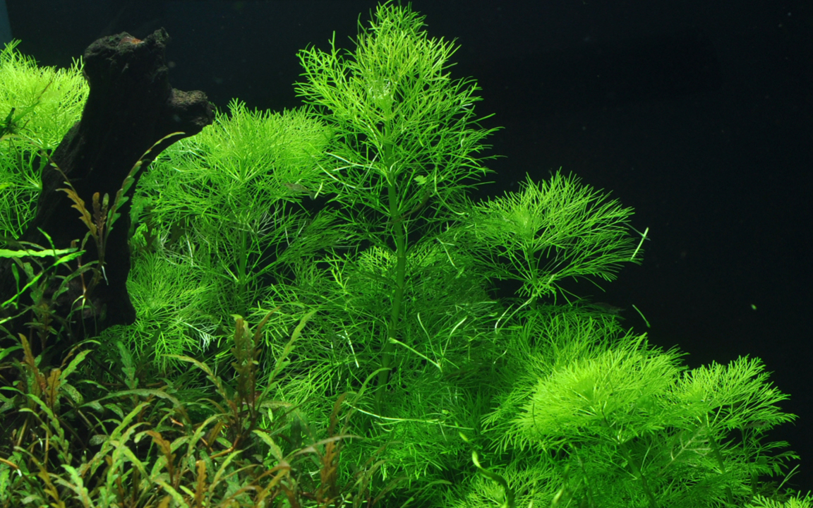 Tropica Limnophila aquatica – Plante en pot