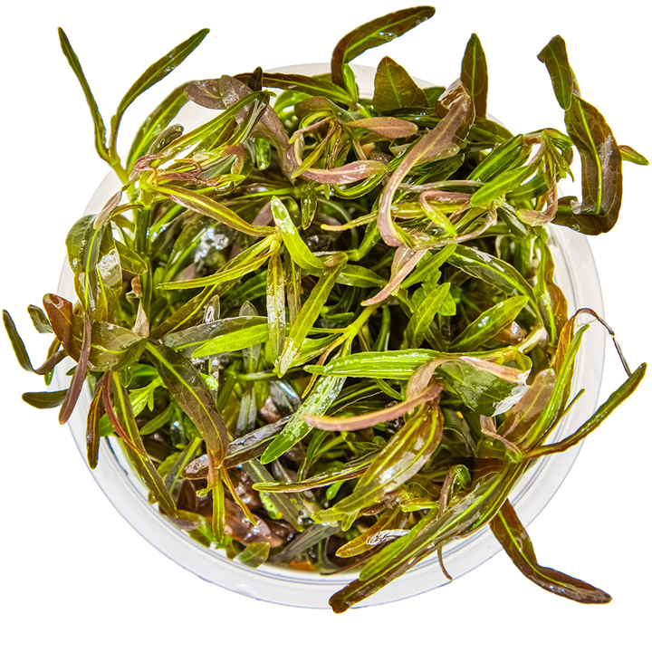 Tropica Hygrophila lancea 'Araguaia' – 1-2-Grow! In Vitro