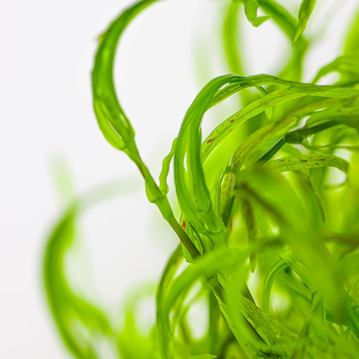 Tropica Najas guadalupensis 'Guppy Grass' – 1-2-Grow! In Vitro