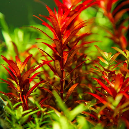 Tropica Rotala rotundifolia 'Blood Red' – 1-2-Grow! In Vitro