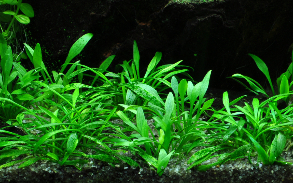 Tropica Cryptocoryne parva – Topfpflanze