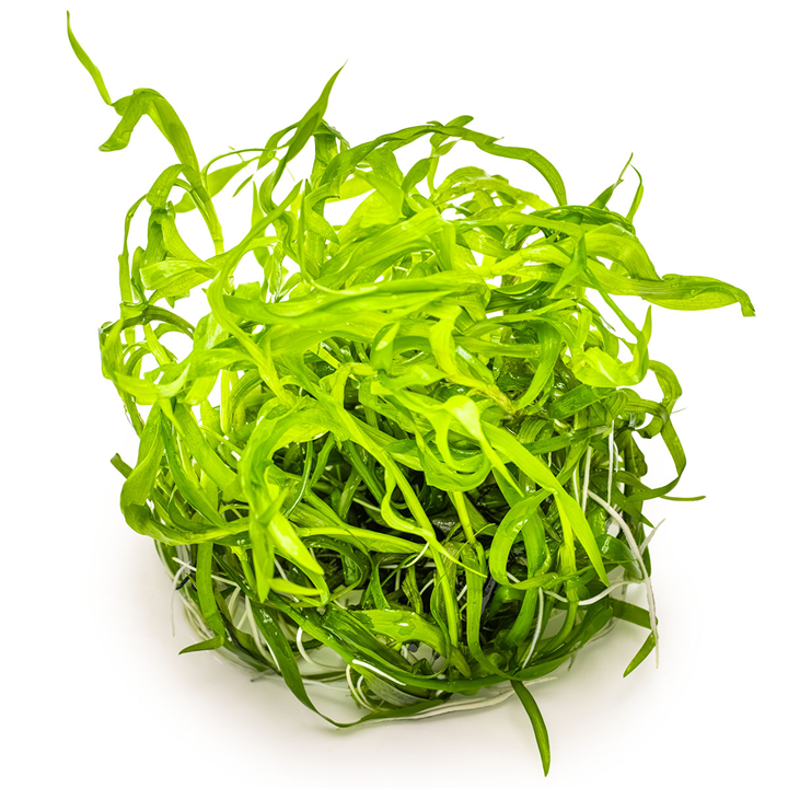 Tropica Heteranthera zosterifolia – 1-2-Grow! In Vitro