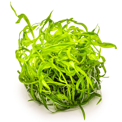 Tropica Heteranthera zosterifolia – 1-2-Grow! In Vitro