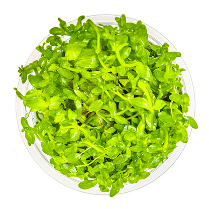 Tropica Bacopa caroliniana – 1-2-Grow! In Vitro
