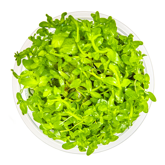 Tropica Bacopa caroliniana – 1-2-Grow! In Vitro