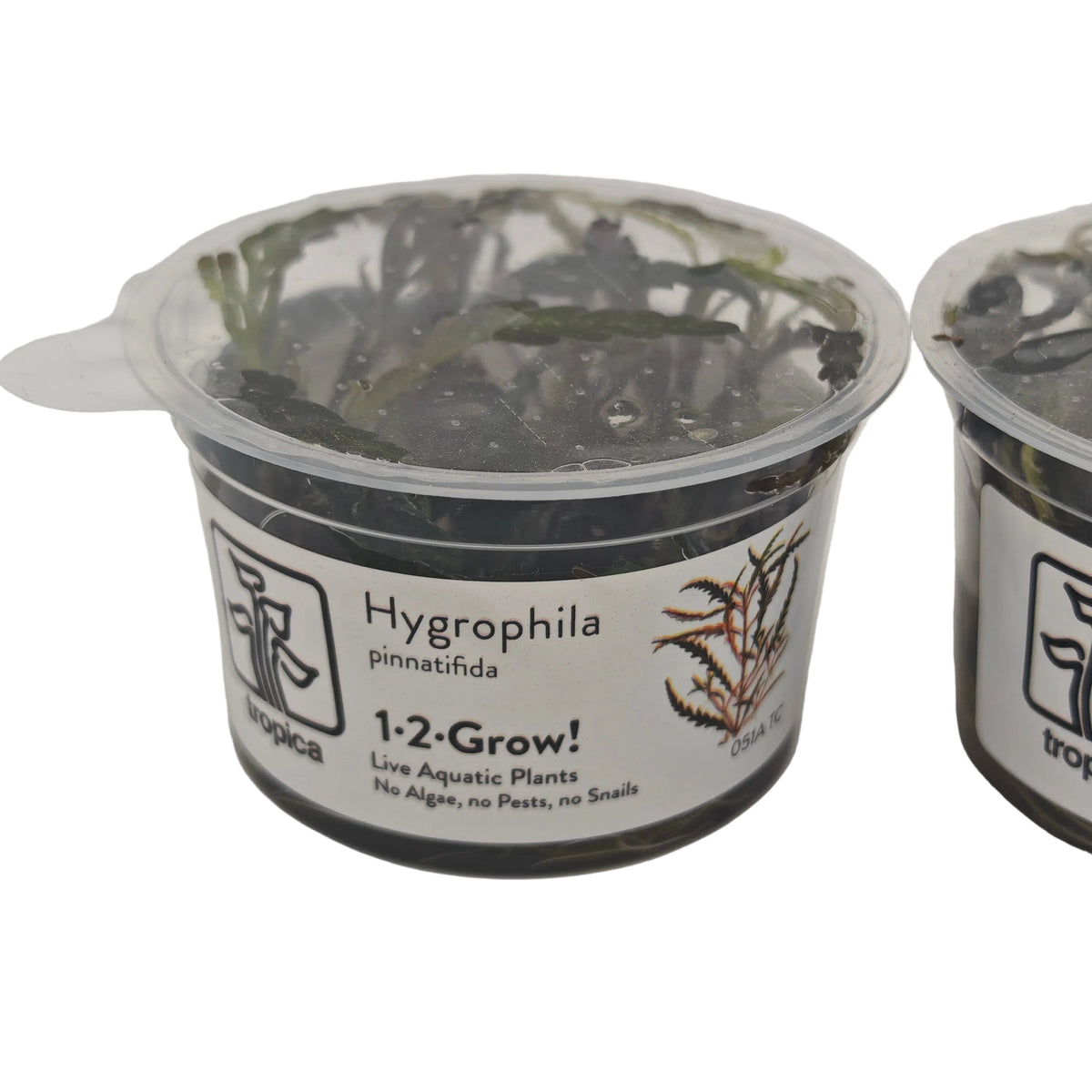 Tropica Hygrophila pinnatifida In-Vitro lot de deux
