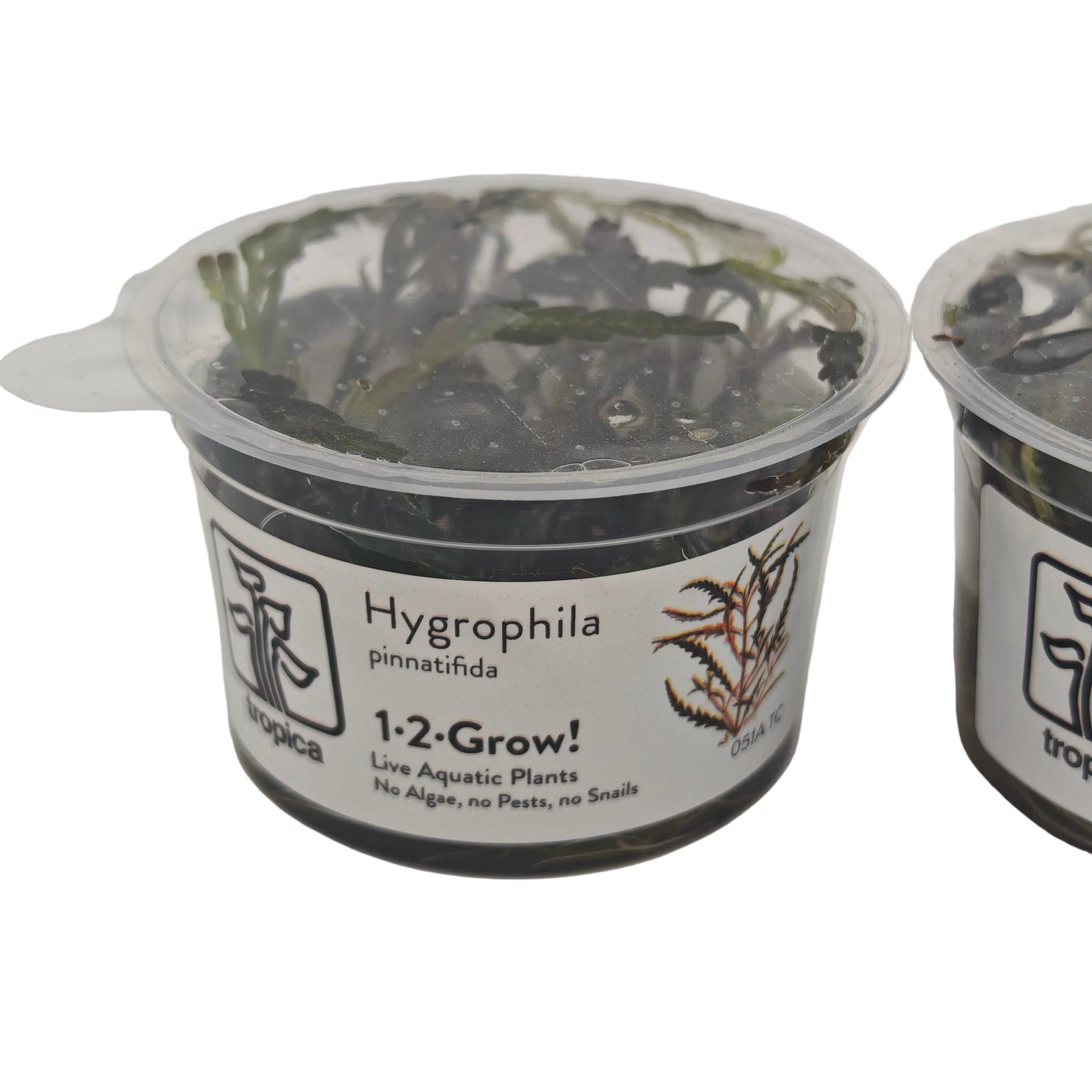 Tropica Hygrophila pinnatifida In-Vitro Doppelpack