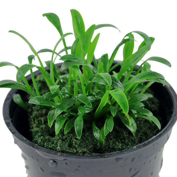 Tropica Cryptocoryne parva – Topfpflanze