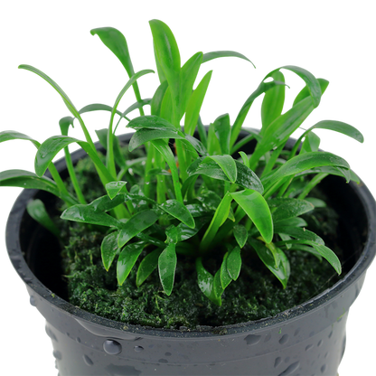 Tropica Cryptocoryne parva – Topfpflanze