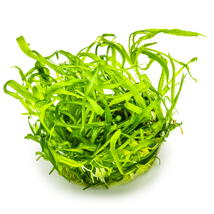 Tropica Helanthium tenellum 'Green' – 1-2-Grow! In Vitro