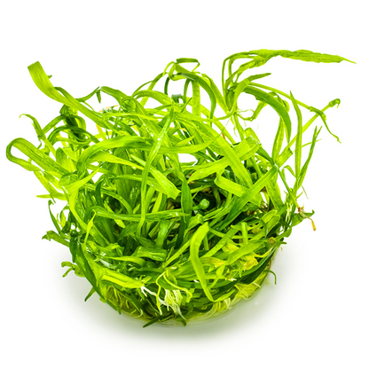 Tropica Helanthium tenellum 'Green' – 1-2-Grow! In Vitro
