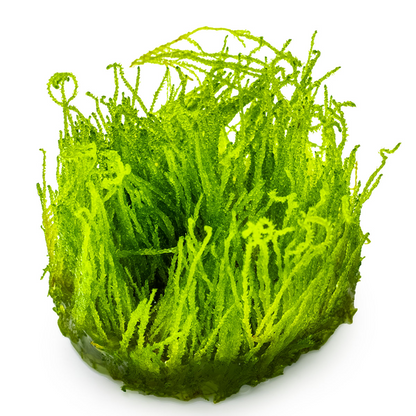 Tropica Taxiphyllum sp. 'Flame Moss' – 1-2-Grow! In Vitro