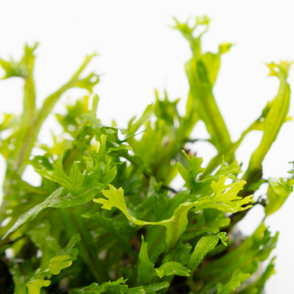 Tropica Microsorum pteropus 'Windeløv' – 1-2-Grow! In Vitro