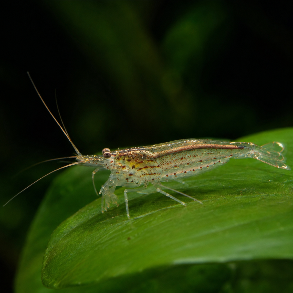 Caridina multidentata, crevette amano