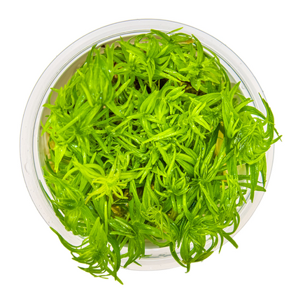Tropica Pogostemon deccanensis – 1-2-Grow! In Vitro