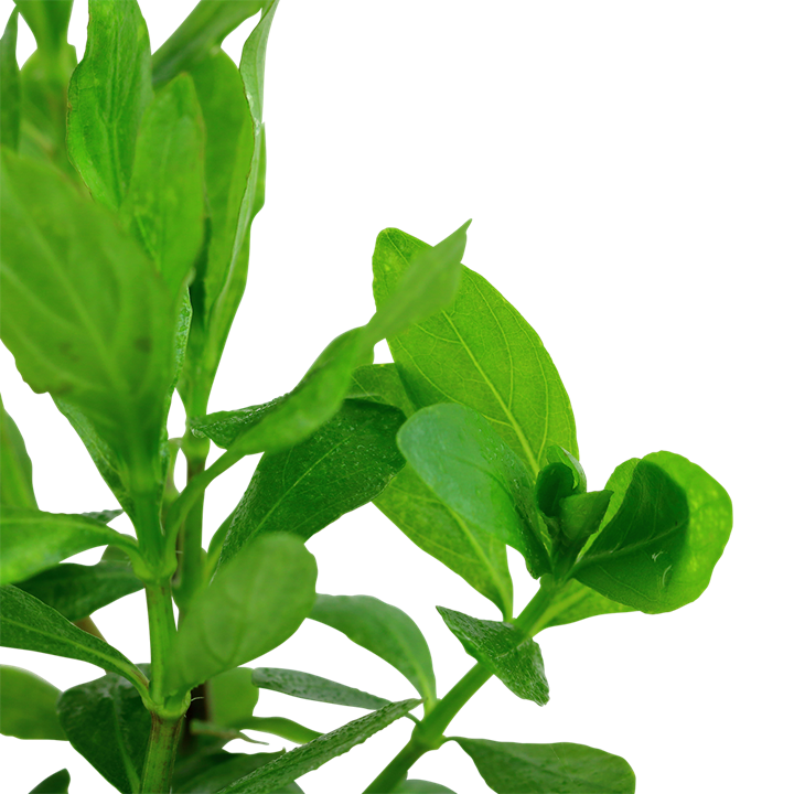 Hygrophila polysperma Tropica – Plante en pot