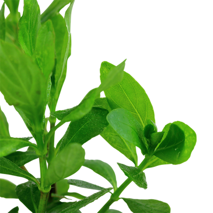 Hygrophila polysperma Tropica – Plante en pot
