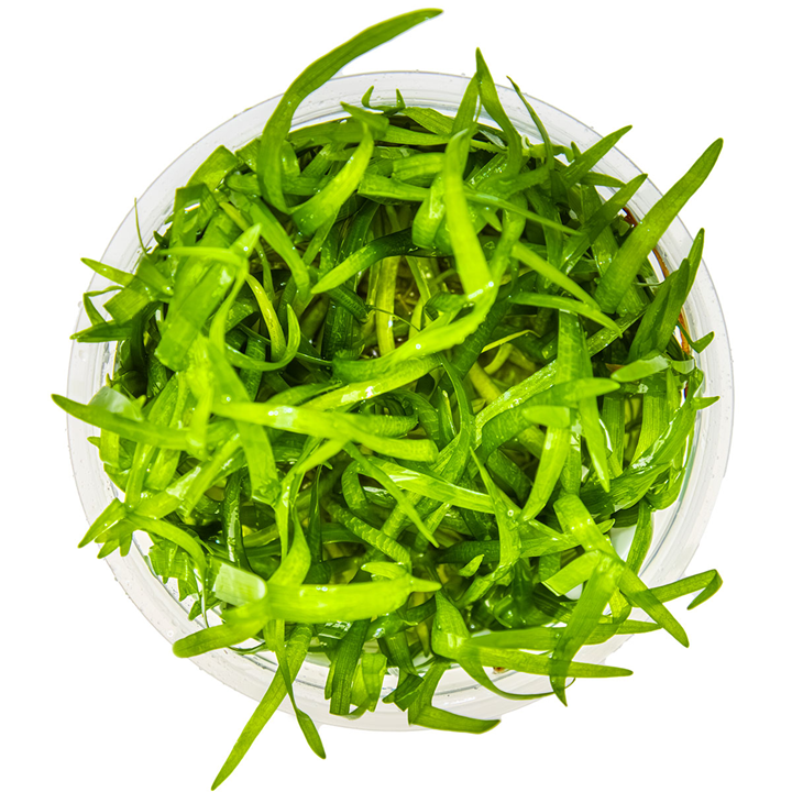 Tropica Sagittaria subulata – 1-2-Grow! In Vitro