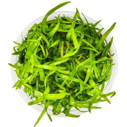 Tropica Sagittaria subulata – 1-2-Grow! In Vitro