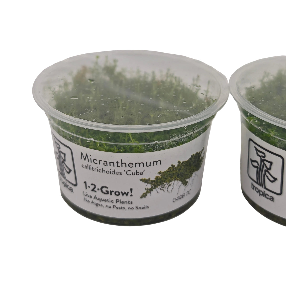 Tropica Micranthemum callitrichoides cuba In-Vitro Double pack