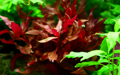 Tropica Alternanthera reineckii 'Rosanervig' – Topfpflanze