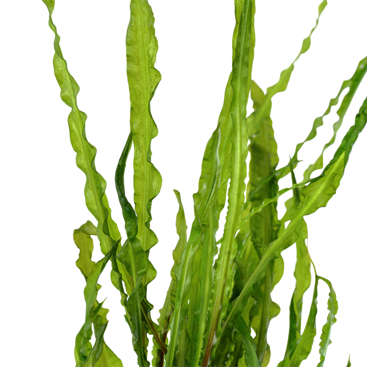 Tropica Cryptocoryne crispatula – Topfpflanze