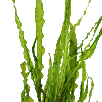 Tropica Cryptocoryne crispatula – Topfpflanze