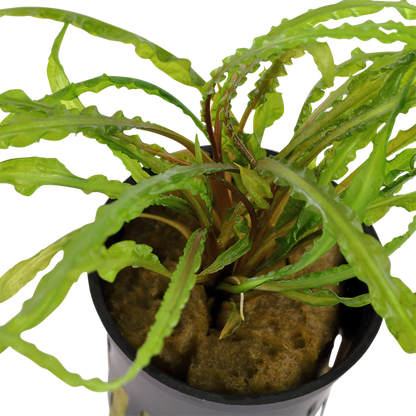 Tropica Cryptocoryne crispatula – Topfpflanze