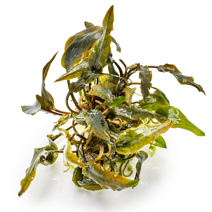 Tropica Cryptocoryne wendtii 'Mi Oya' – 1-2-Grow! In Vitro