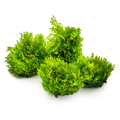 Tropica Riccardia chamedryfolia – 1-2-Grow! In Vitro Korallenmoos