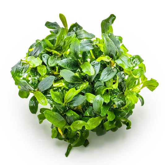 Tropica Bucephalandra sp. 'Needle Leaf' – 1-2-Grow! In Vitro