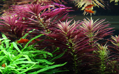 Tropica Limnophila hippuridoides – Plante en pot