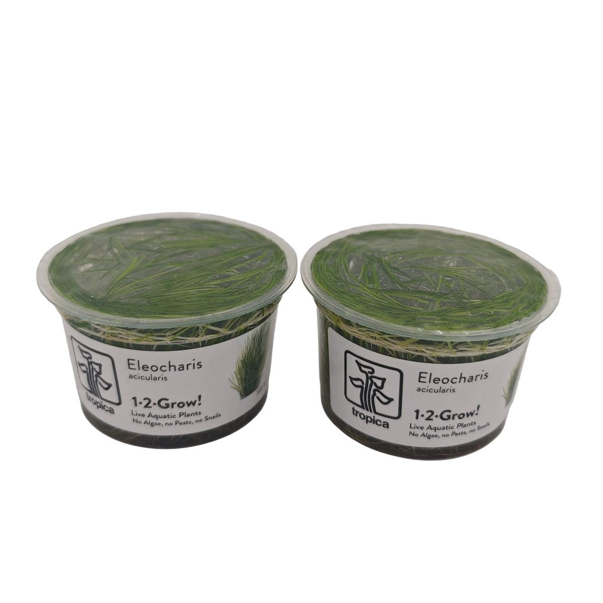 Tropica Eleocharis acicularis In-Vitro Pack Double