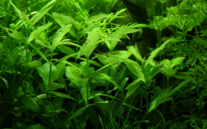 Hygrophila polysperma Tropica – Plante en pot