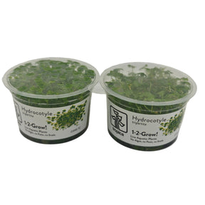 Tropica Hydrocotyle tripartita In-Vitro Doppelpack