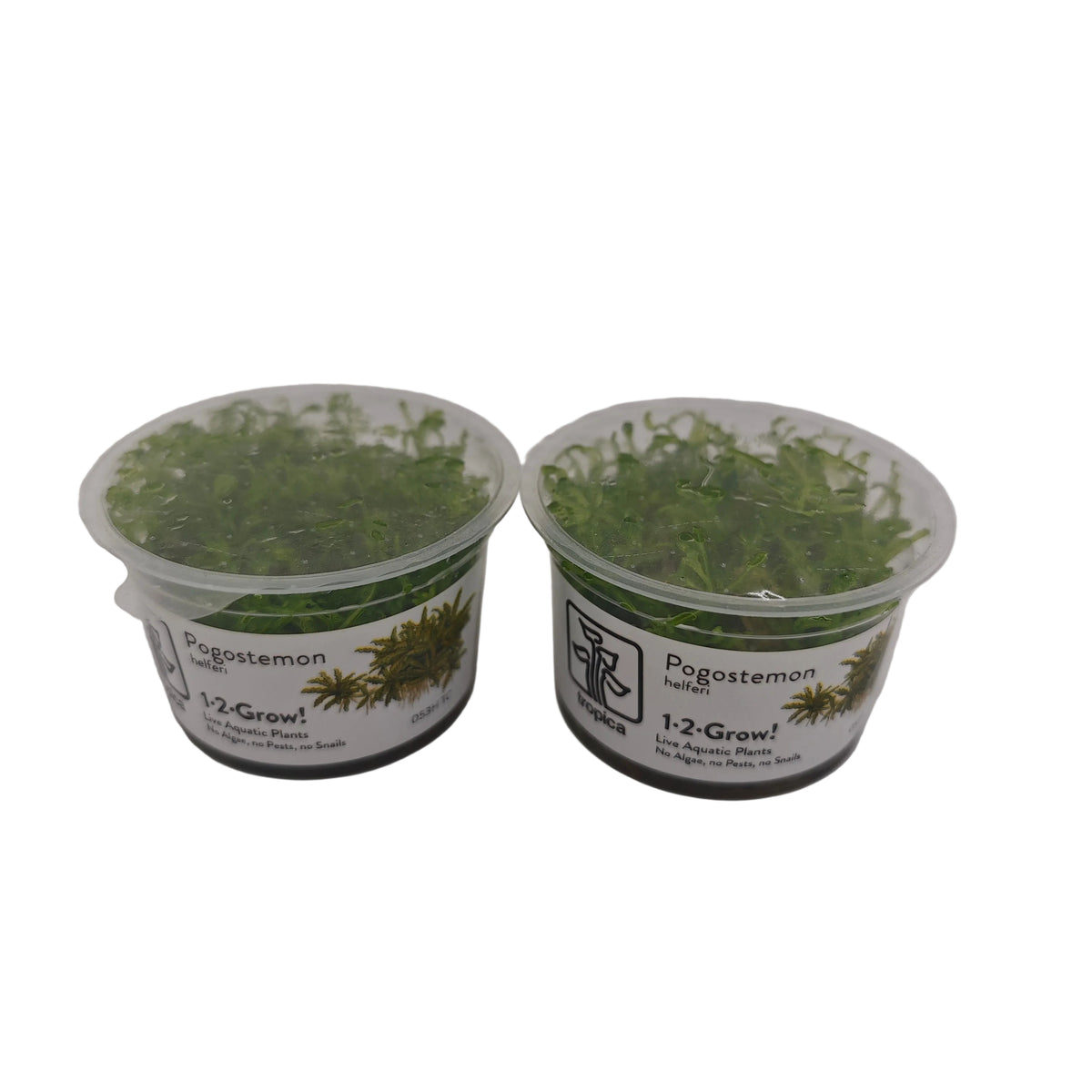 Tropica Pogostemon helferi In-Vitro Pack Double
