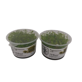 Tropica Pogostemon helferi In-Vitro Doppelpack