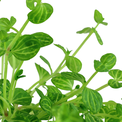Tropica Lindernia rotundifolia – Topfpflanze